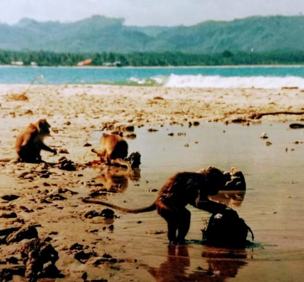 Beach Monkey, Java, Indonesia