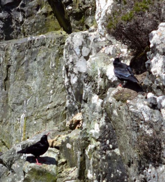 Choughs Allihies Mines
